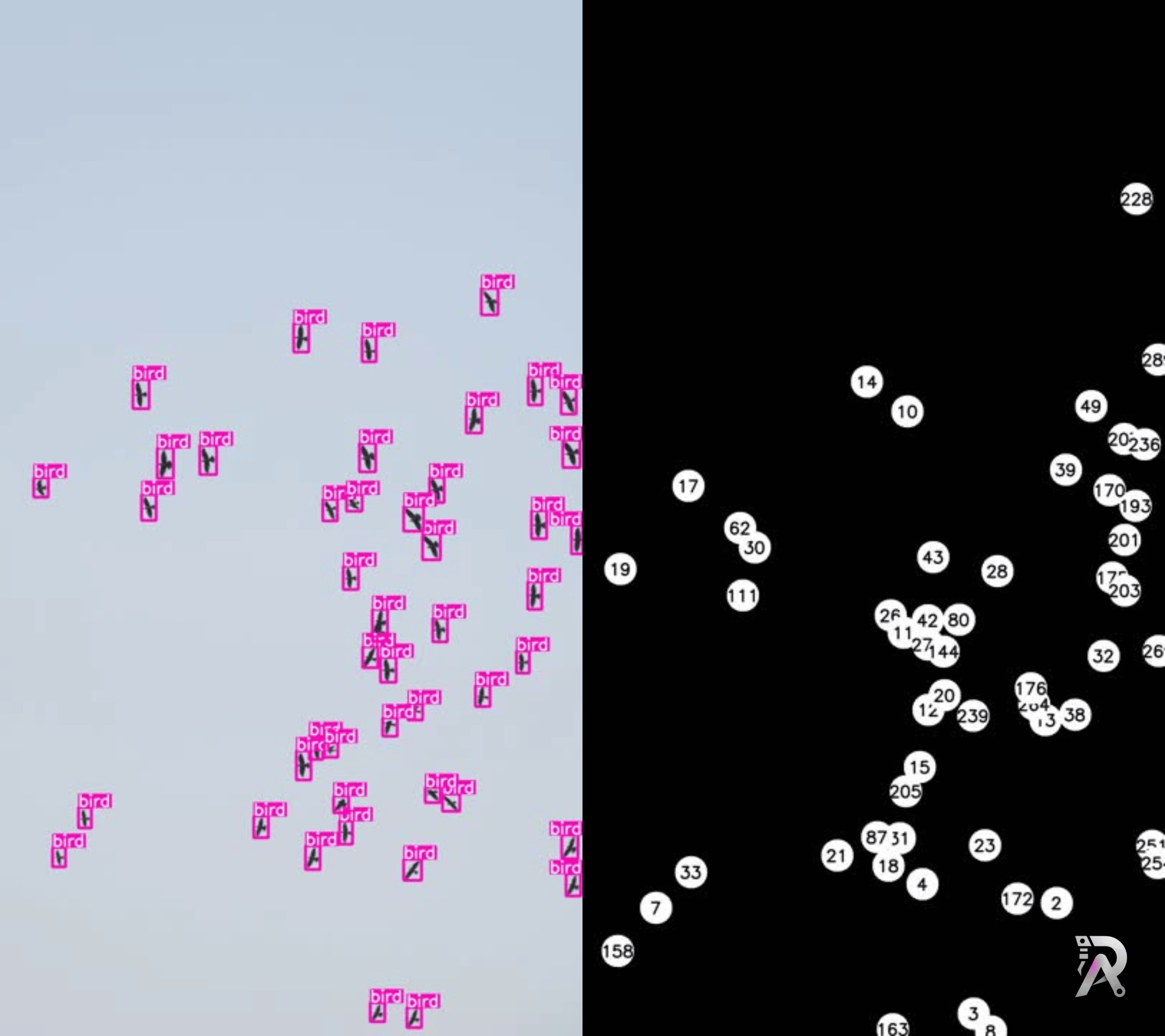 bird detection and tracking with using YOLO11